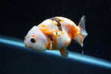 Milk Cow Ranchu  Calico 3.5 Inch (ID#1025R9a-57) Free2Day SHIPPING