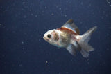 2Pack Thai Oranda   2 Inch (ID#1115ToPTD-12) Free2Day SHIPPING