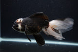 Thai Oranda  Tricolor 6 Inch (ID#0107T2c-48) Free2Day SHIPPING