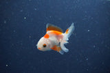 2Pack Thai Oranda   2 Inch (ID#1115ToPTD-12) Free2Day SHIPPING