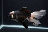 Thai Oranda  Tricolor 6 Inch (ID#0107T2c-48) Free2Day SHIPPING