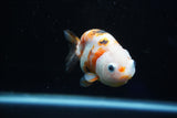 Milk Cow Ranchu  Calico 3.5 Inch (ID#1025R9a-57) Free2Day SHIPPING