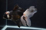 Thai Oranda  Tricolor 6 Inch (ID#0107T2c-48) Free2Day SHIPPING