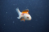 2Pack Thai Oranda   2 Inch (ID#1115ToPTD-12) Free2Day SHIPPING