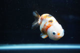 Milk Cow Ranchu  Calico 3.5 Inch (ID#1025R9a-57) Free2Day SHIPPING