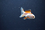 2Pack Thai Oranda   2 Inch (ID#1115ToPTD-12) Free2Day SHIPPING