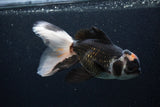 Thai Oranda  Tricolor 6 Inch (ID#0107T2c-48) Free2Day SHIPPING