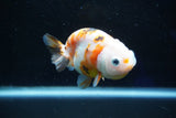 Milk Cow Ranchu  Calico 3.5 Inch (ID#1025R9a-57) Free2Day SHIPPING