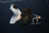 Thai Oranda  Tricolor 6 Inch (ID#0107T2c-48) Free2Day SHIPPING