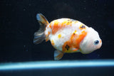 Milk Cow Ranchu  Calico 3.5 Inch (ID#1025R9a-57) Free2Day SHIPPING