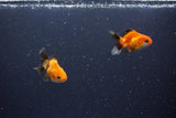 2Pack Thai Oranda   2 Inch (ID#1115ToPTD-13) Free2Day SHIPPING