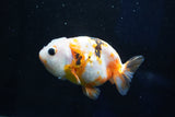 Milk Cow Ranchu  Calico 3.5 Inch (ID#1025R9a-57) Free2Day SHIPPING