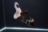 Thai Oranda  Tricolor 6 Inch (ID#0107T2c-48) Free2Day SHIPPING