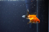 2Pack Thai Oranda   2 Inch (ID#1115ToPTD-13) Free2Day SHIPPING