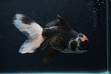 Thai Oranda  Tricolor 6 Inch (ID#0107T2c-48) Free2Day SHIPPING