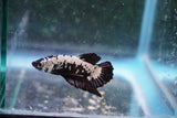 Black   Samurai Plakat Male Betta (ID#801-M219) Free2Day SHIPPING