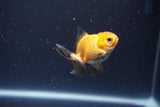 2Pack Thai Oranda   2 Inch (ID#1115ToPTD-13) Free2Day SHIPPING