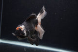 Thai Oranda  Tricolor 6 Inch (ID#0107T2c-48) Free2Day SHIPPING