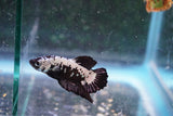 Black   Samurai Plakat Male Betta (ID#801-M219) Free2Day SHIPPING