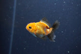 2Pack Thai Oranda   2 Inch (ID#1115ToPTD-13) Free2Day SHIPPING