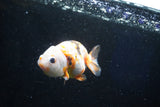 Milk Cow Ranchu  Calico 3.5 Inch (ID#1025R9a-57) Free2Day SHIPPING