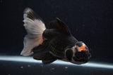 Thai Oranda  Tricolor 6 Inch (ID#0107T2c-48) Free2Day SHIPPING