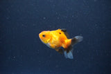 2Pack Thai Oranda   2 Inch (ID#1115ToPTD-13) Free2Day SHIPPING