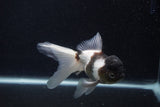 Thai Oranda  Panda 6 Inch (ID#0107T2c-49) Free2Day SHIPPING