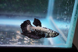 Black   Samurai Plakat Male Betta (ID#801-M219) Free2Day SHIPPING