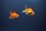 2Pack Thai Oranda   2 Inch (ID#1115ToPTD-14) Free2Day SHIPPING