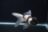 Thai Oranda  Panda 6 Inch (ID#0107T2c-49) Free2Day SHIPPING