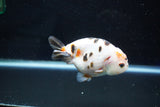 Milk Cow Ranchu  Calico 4 Inch (ID#1025R9a-58) Free2Day SHIPPING