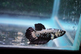 Black   Samurai Plakat Male Betta (ID#801-M219) Free2Day SHIPPING