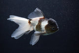 Thai Oranda  Panda 6 Inch (ID#0107T2c-49) Free2Day SHIPPING