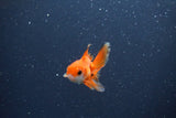 2Pack Thai Oranda   2 Inch (ID#1115ToPTD-14) Free2Day SHIPPING