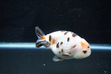 Milk Cow Ranchu  Calico 4 Inch (ID#1025R9a-58) Free2Day SHIPPING