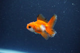 2Pack Thai Oranda   2 Inch (ID#1115ToPTD-14) Free2Day SHIPPING