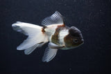 Thai Oranda  Panda 6 Inch (ID#0107T2c-49) Free2Day SHIPPING