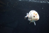 Milk Cow Ranchu  Calico 4 Inch (ID#1025R9a-58) Free2Day SHIPPING