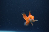 2Pack Thai Oranda   2 Inch (ID#1115ToPTD-14) Free2Day SHIPPING