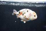 Milk Cow Ranchu  Calico 4 Inch (ID#1025R9a-58) Free2Day SHIPPING