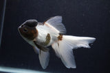 Thai Oranda  Panda 6 Inch (ID#0107T2c-49) Free2Day SHIPPING