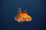 2Pack Thai Oranda   2 Inch (ID#1115ToPTD-14) Free2Day SHIPPING