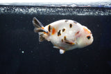 Milk Cow Ranchu  Calico 4 Inch (ID#1025R9a-58) Free2Day SHIPPING