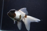 Thai Oranda  Panda 6 Inch (ID#0107T2c-49) Free2Day SHIPPING