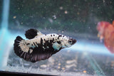 Black   Samurai Plakat Male Betta (ID#801-M220) Free2Day SHIPPING