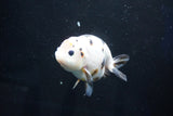 Milk Cow Ranchu  Calico 4 Inch (ID#1025R9a-58) Free2Day SHIPPING