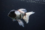 Thai Oranda  Panda 6 Inch (ID#0107T2c-49) Free2Day SHIPPING