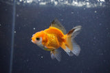 2Pack Thai Oranda   2 Inch (ID#1115ToPTD-14) Free2Day SHIPPING