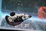 Black   Samurai Plakat Male Betta (ID#801-M220) Free2Day SHIPPING